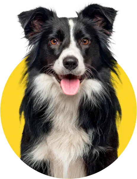 ProDog Raw - Honest Raw Food, Treats & Supplements for Dogs