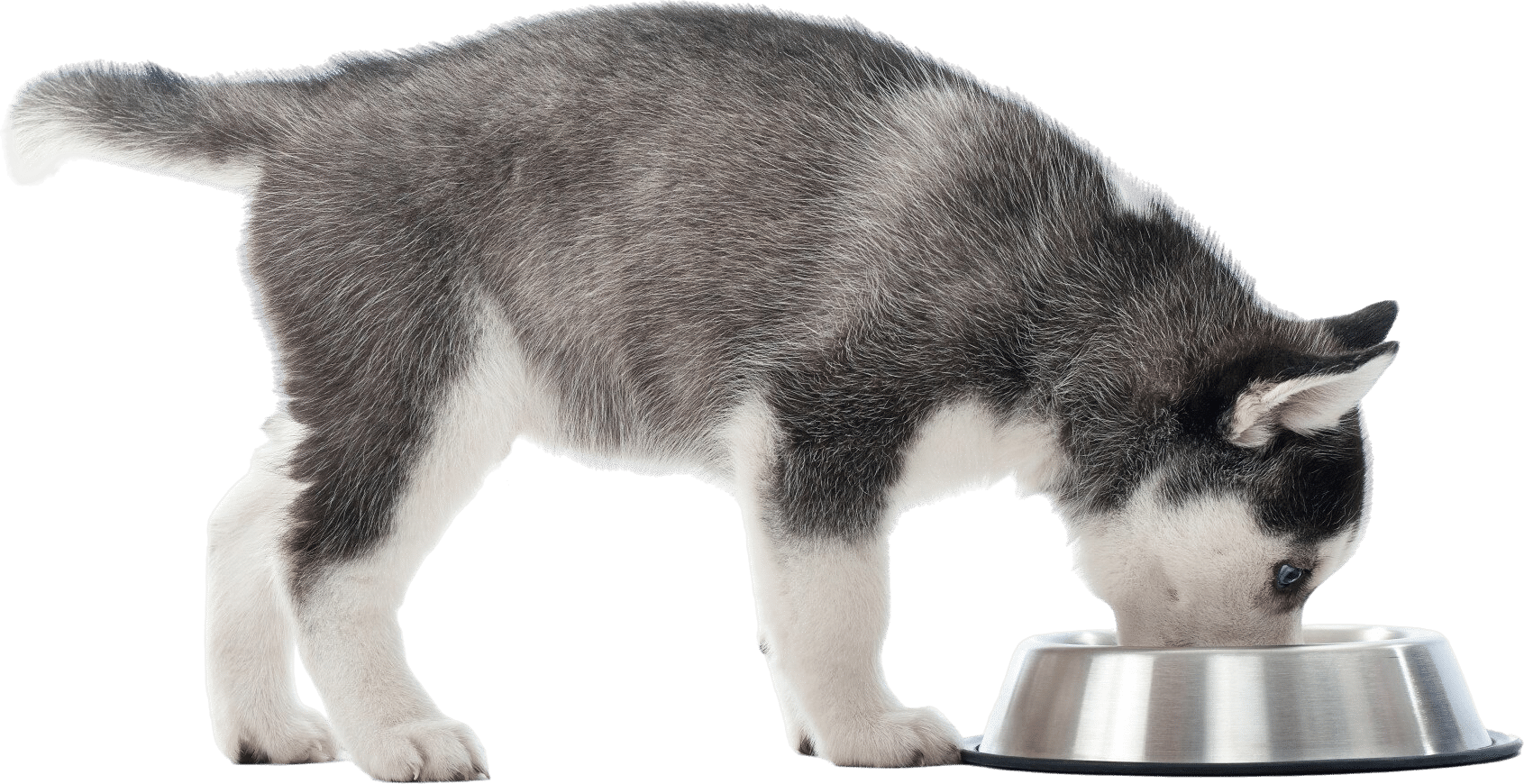 ProDog Raw - Honest Raw Food, broths & Supplements for Dogs