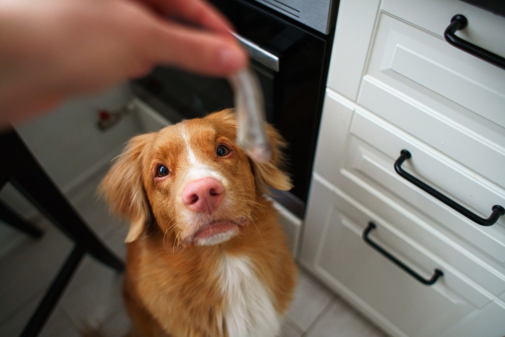 Reward your dog