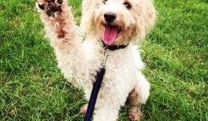 The Problem with Carbohydrates & Dogs
