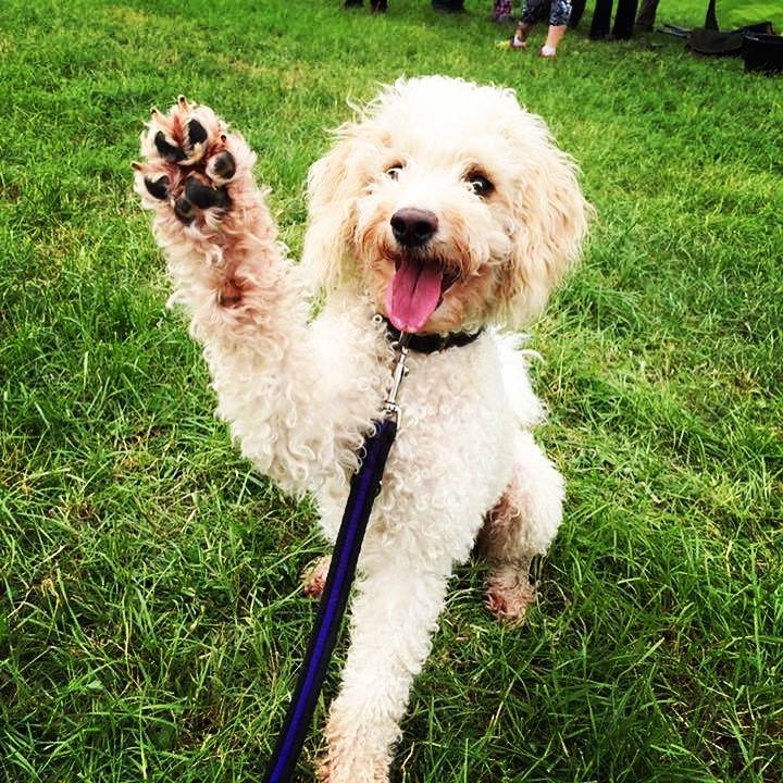 The Problem with Carbohydrates & Dogs
