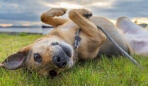 Ticks On Dogs | Natural Prevention and Expert Advice