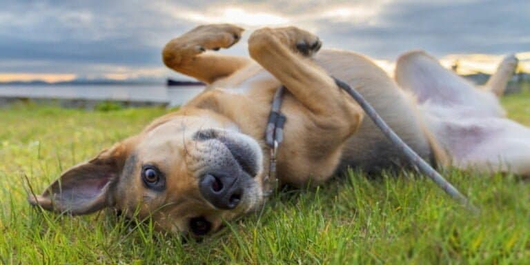 ticks on dogs