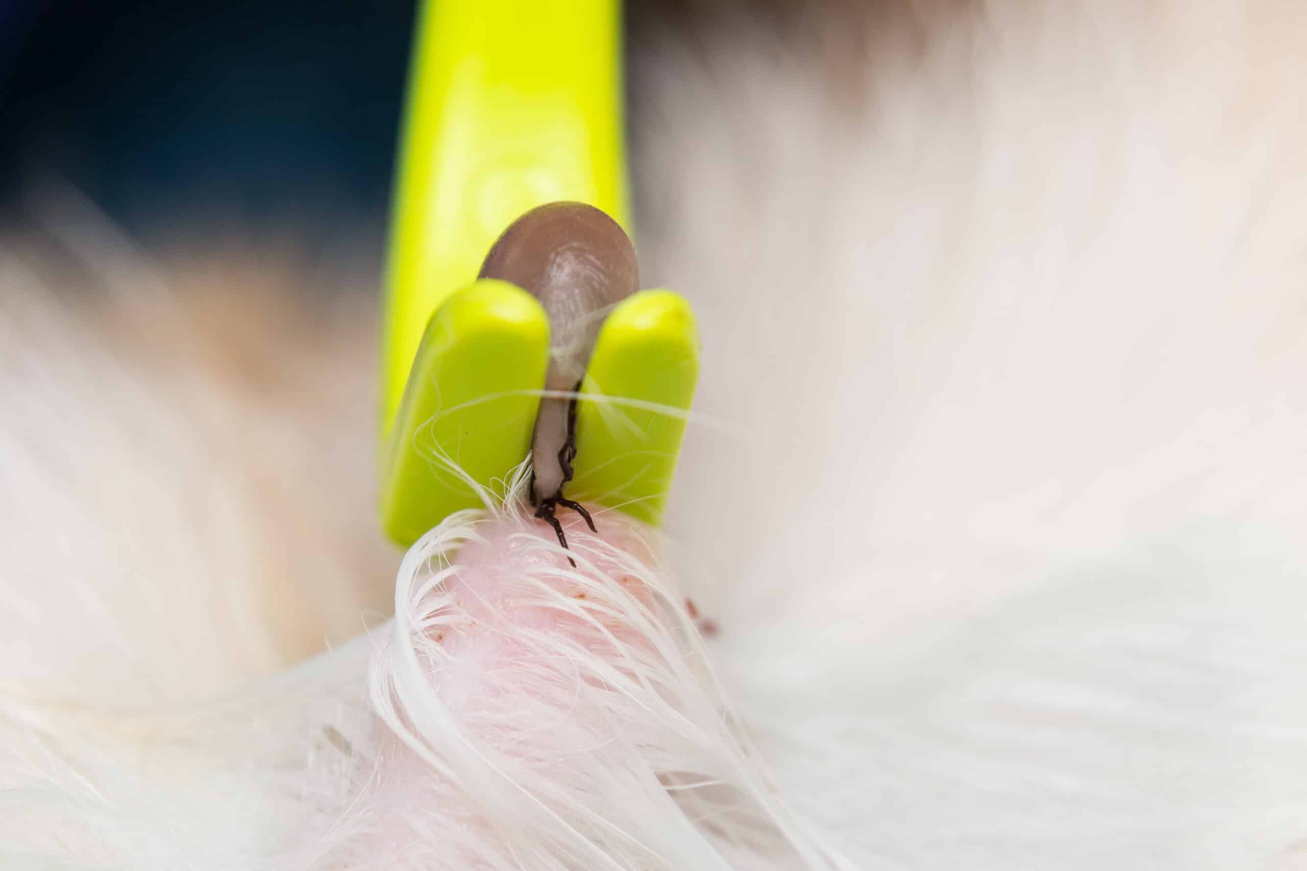 tick removal tool