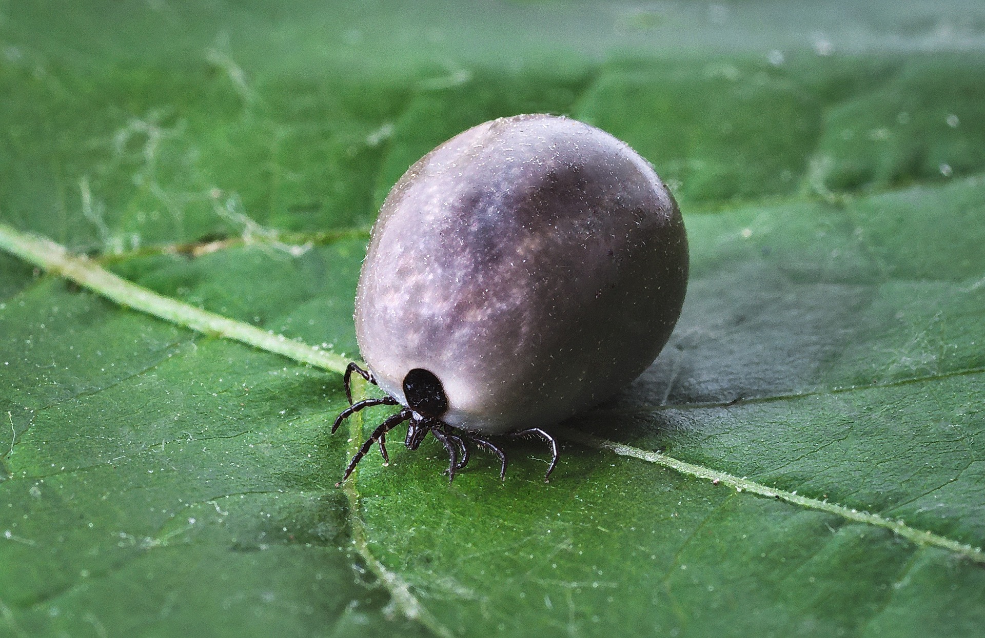 tick prevention