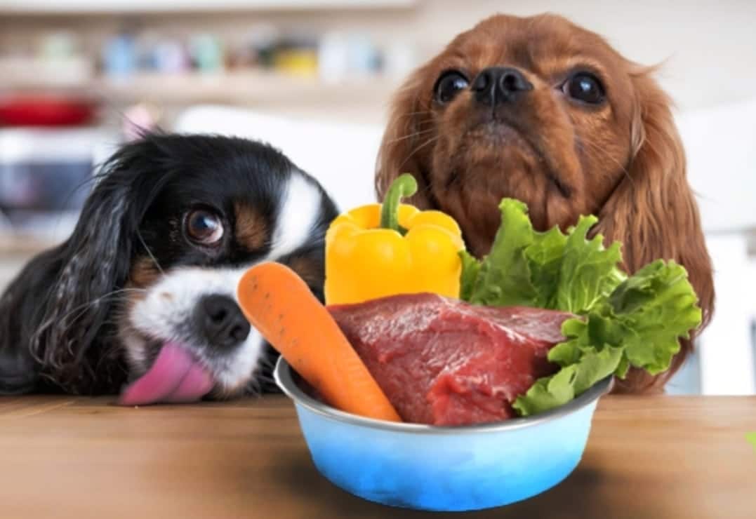 Am I Feeding My Dog Enough?