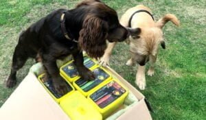 two agility dogs looking into a box of raw dog food from ProDog raw