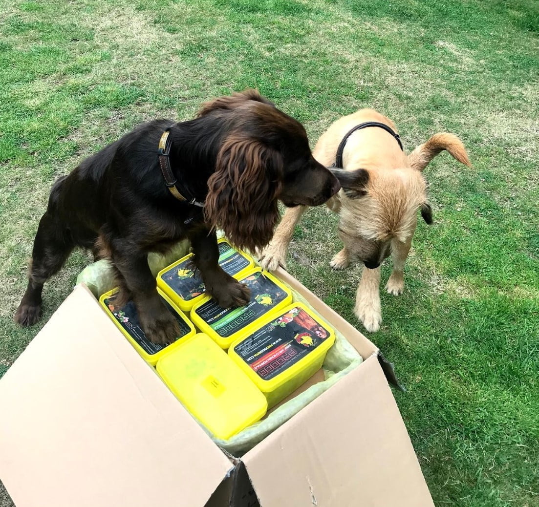 All Round Improvement For Competitive Agility Dogs On Raw Fed Diet