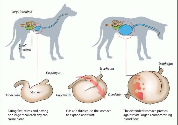 Bloat In Dogs | The ‘All You Need To Know’ Guide