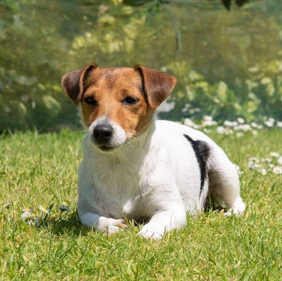 Puppy Litters Are Much Healthier Since Changing To Raw Fed Diet