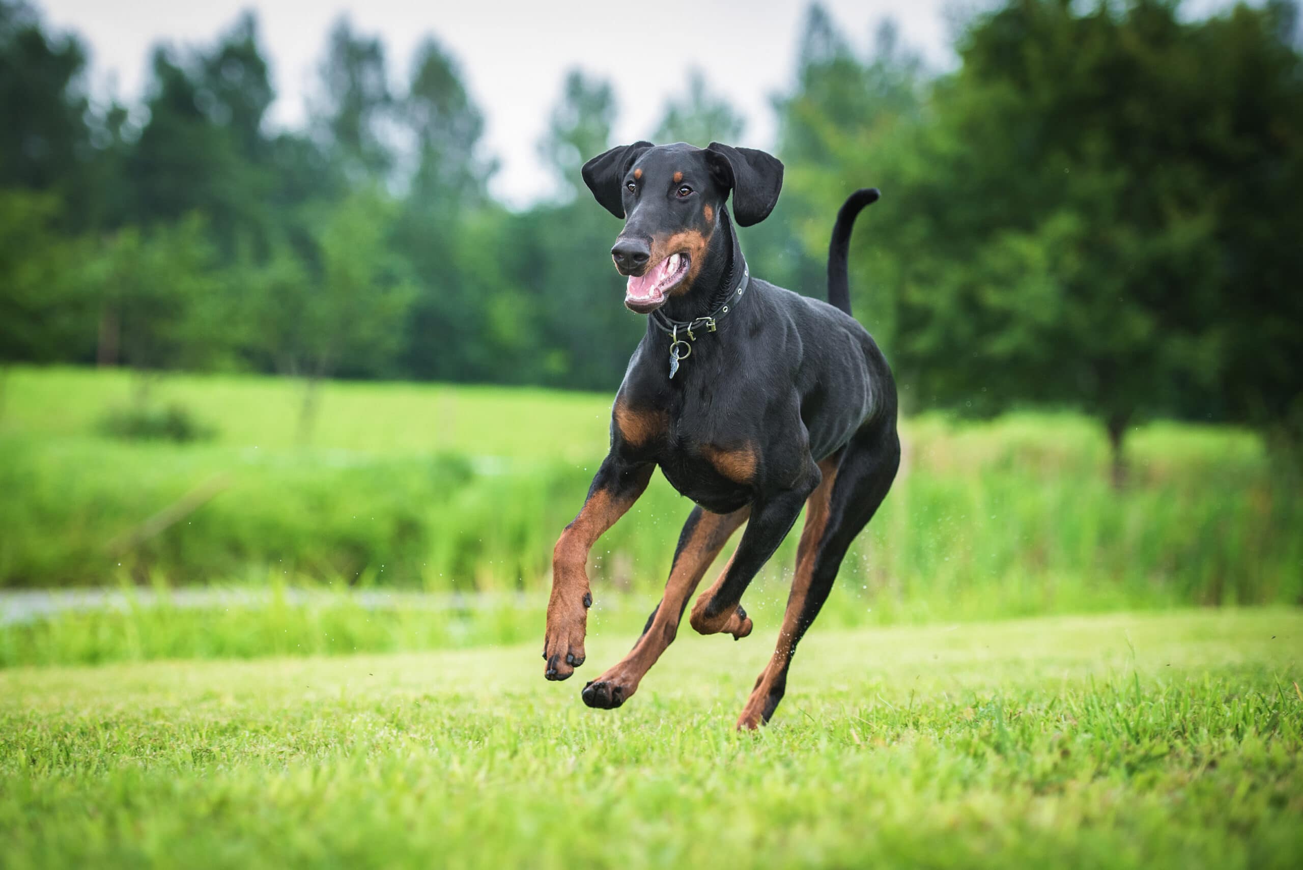 Doberman Food Guide
