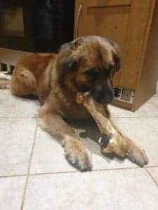 leonberger puppy eating a bone doggy day care case study