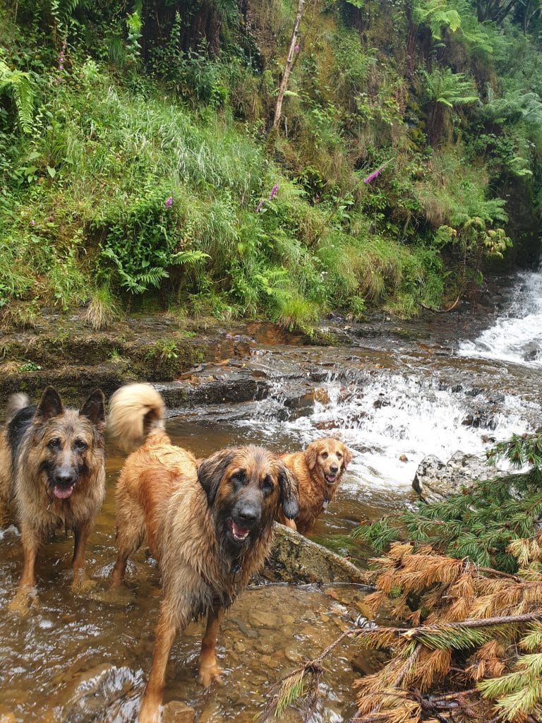 Doggy Day Care Sees Huge Changes In Raw Fed Dogs