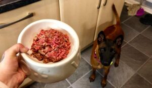 So Why is Processed Food is Bad for Dogs?