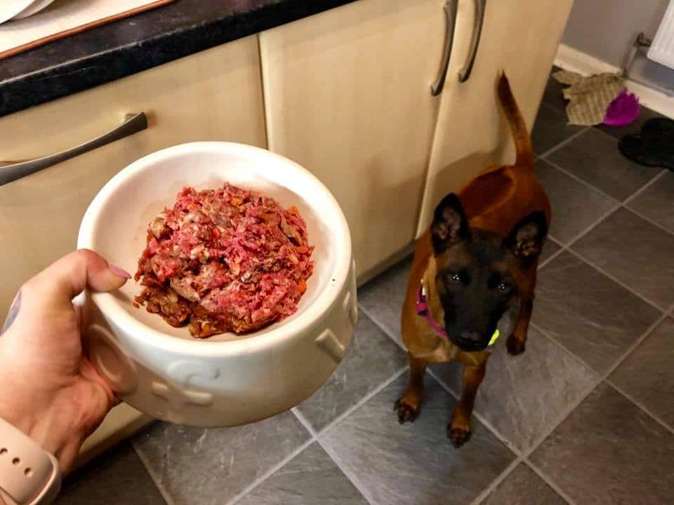 So Why is Processed Food is Bad for Dogs?