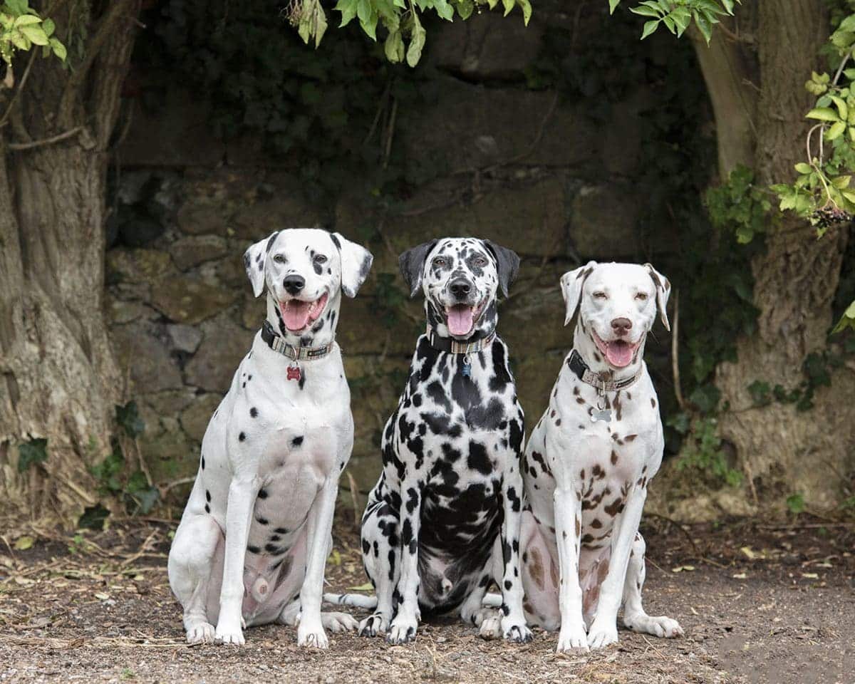 Raw Feeding & Supplementation For 3 Very Happy & Healthy Dalmatians