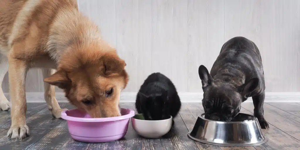 Hunger, Fasting & Once A Day Feeding