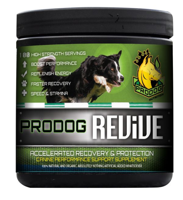 How Can I Boost My Dogs Energy?