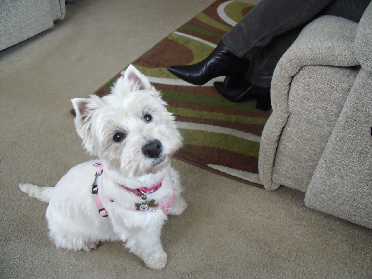 Raw Feeding & Nutrition Advice From ProDog Helped My Dog Survive!