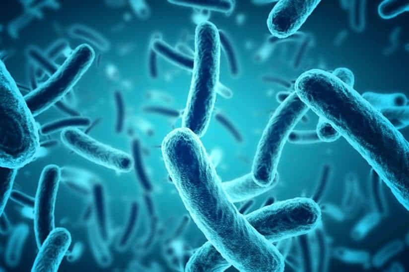 bacteria in raw dog food
