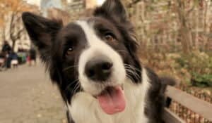 Preventing dilated cardiomyopathy in a Dogs diet