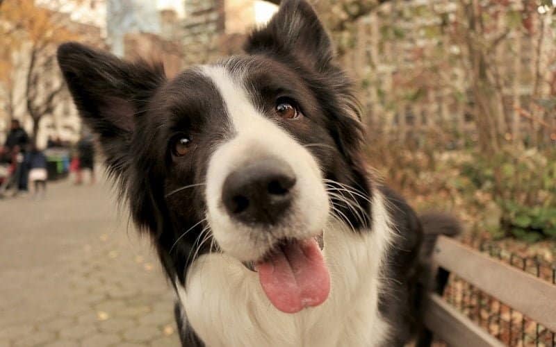 Preventing dilated cardiomyopathy in a Dogs diet
