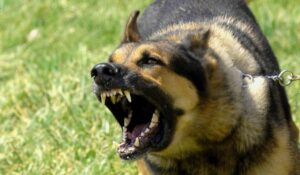 Raw Food and Dog Aggression
