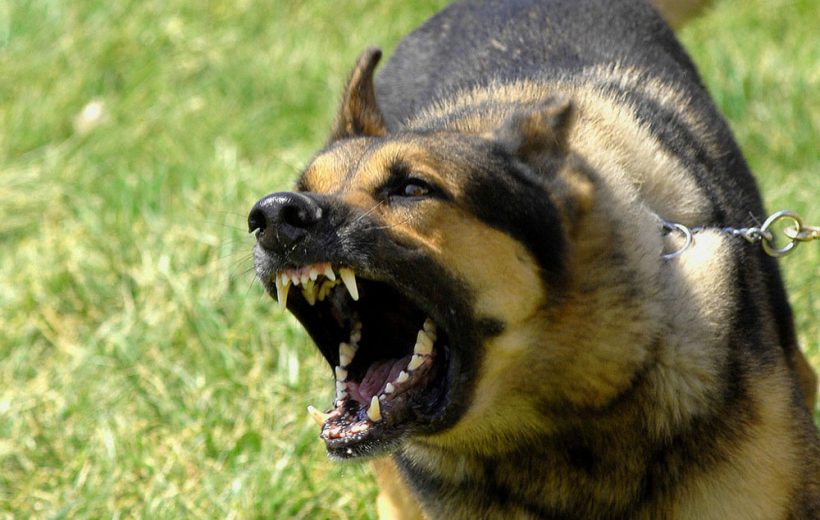 Raw Food and Dog Aggression