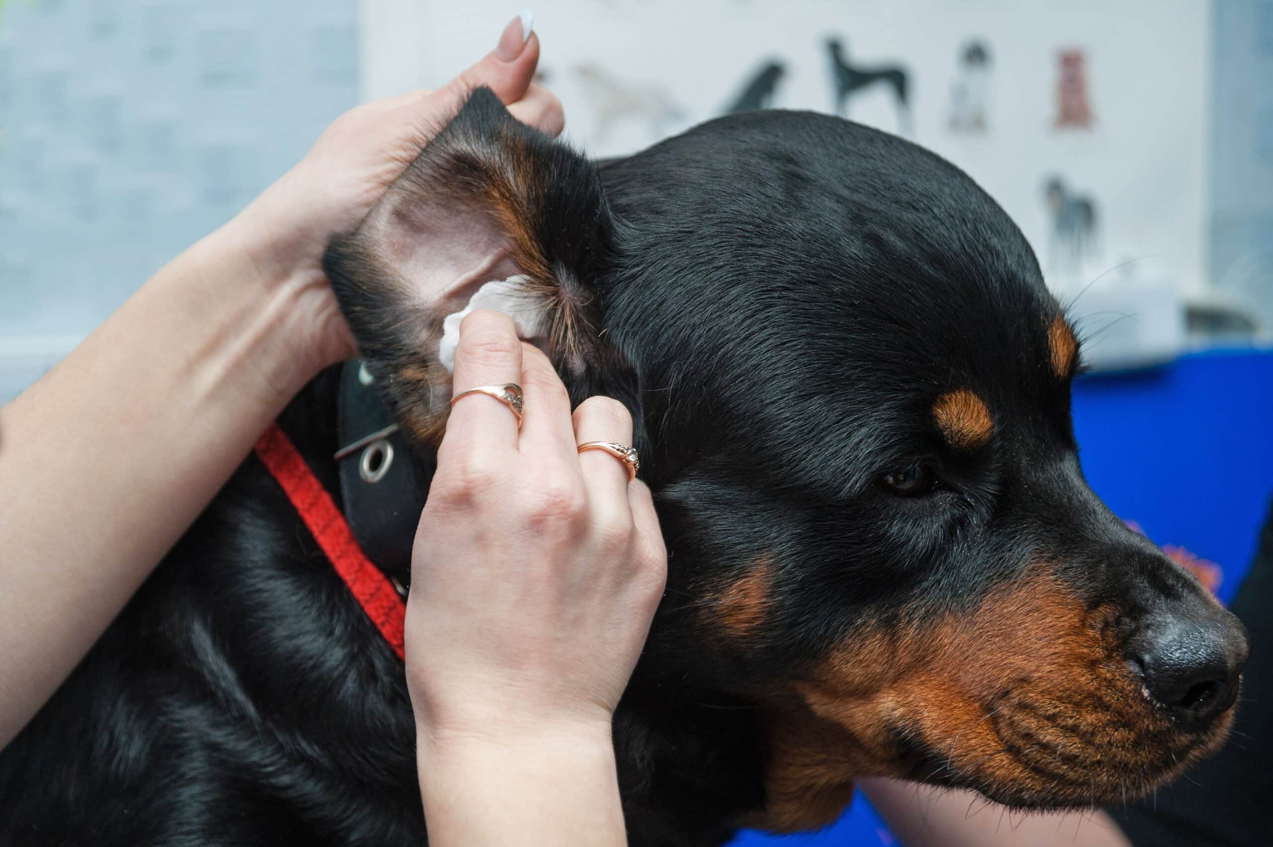 Ear Infections in Dogs