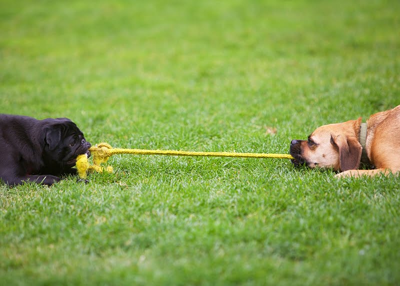 Need to Keep Your Dog Stimulated Indoors? This is the Guide For You