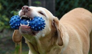 Dog Toys