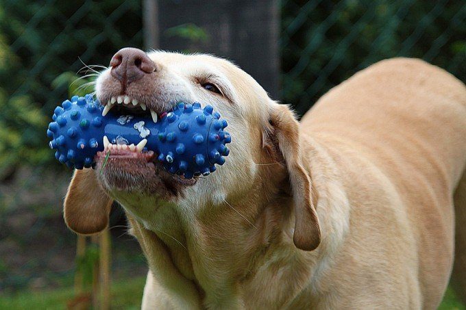 Dog Toys