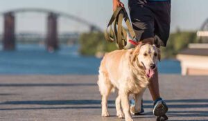 Dog Walking