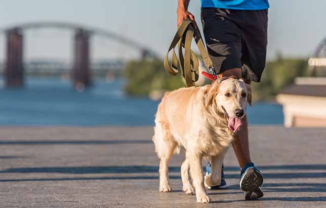 Dog Walking