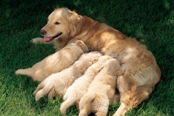 what to feed a pregnant dog