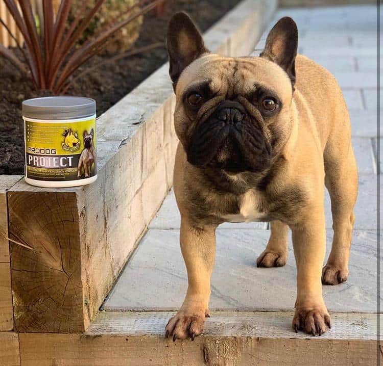 Product Trial: Protect Allergy Defence Dog Supplement