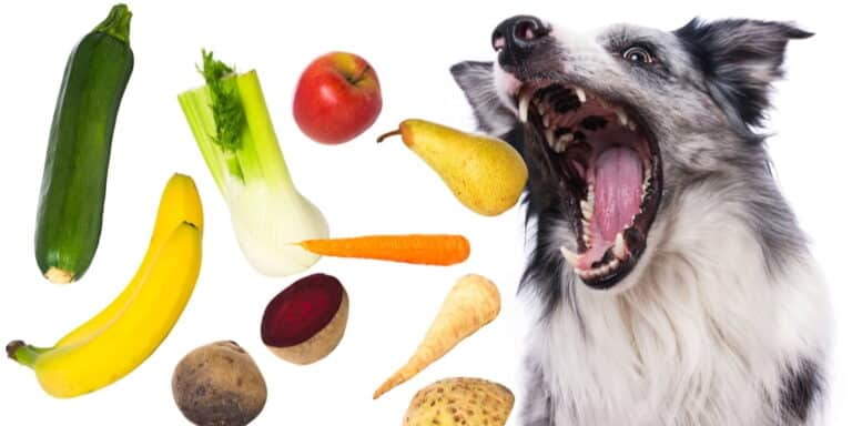 Border collie dog about to eat all sorts of different foods, find out more about what can my dog eat