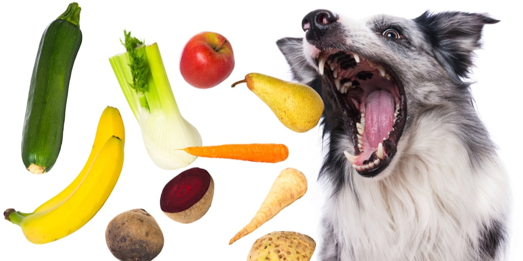 A-Z: What Can My Dog Eat?