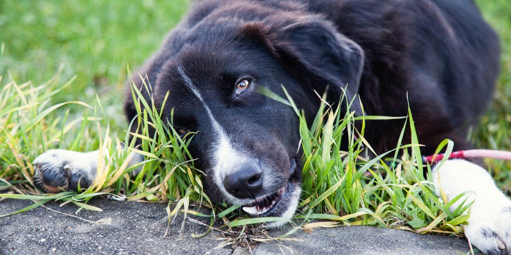 Why Do Dogs Eat Grass?