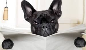 Diarrhoea In Dogs | What You Can Do To Help