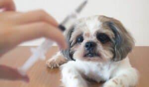 Dog and Puppy Vaccinations and Titre Testing | Expert Analysis
