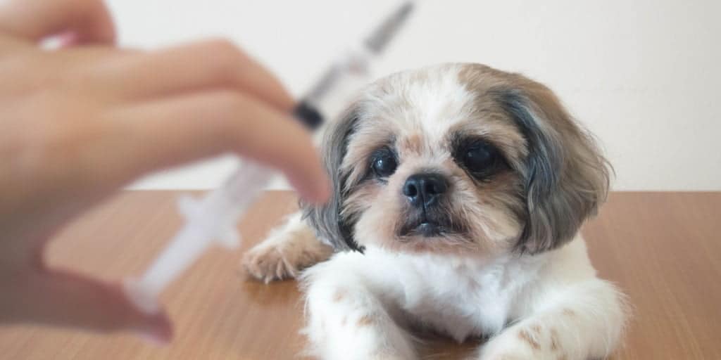 Dog and Puppy Vaccinations and Titre Testing | Expert Analysis
