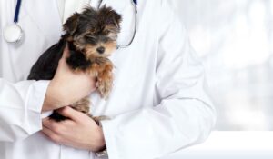Choosing A New Vet
