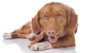 Why Are Vets Against Raw Diets? | 4 Key Reasons