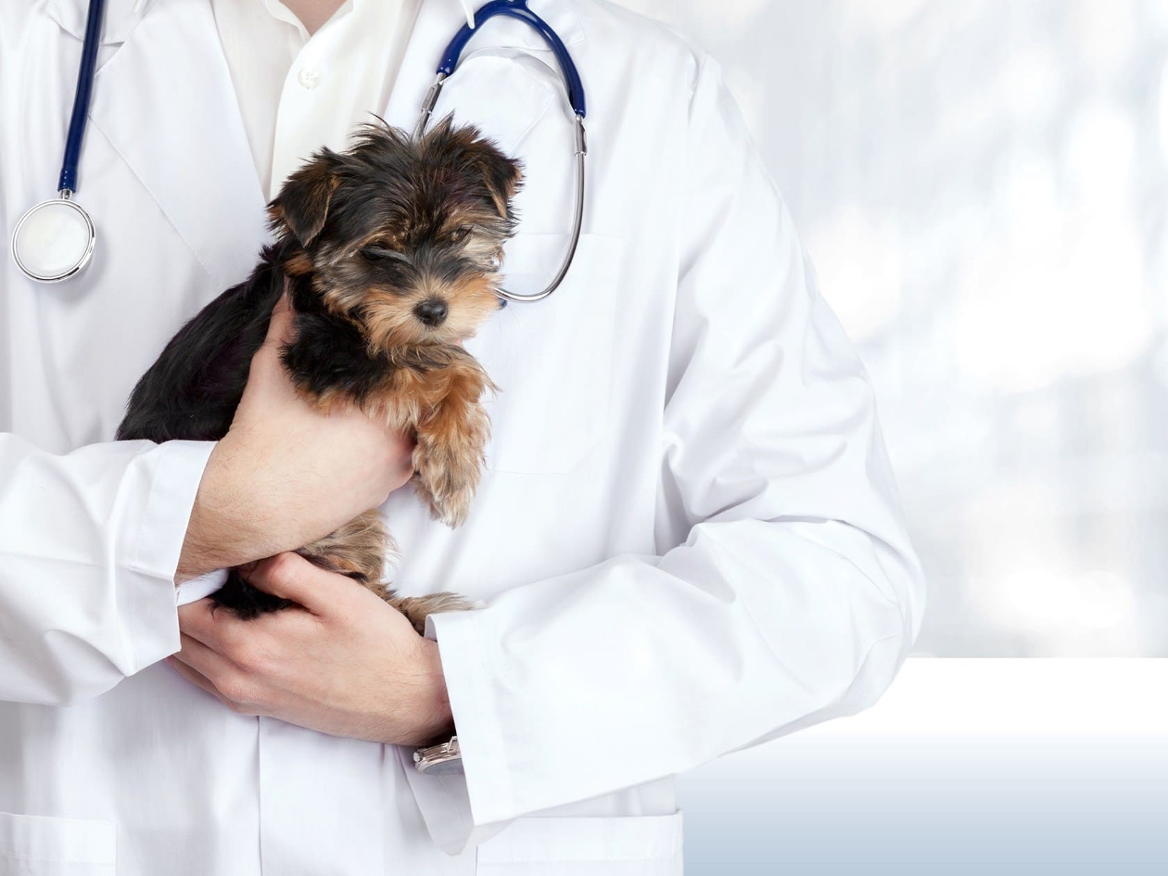 Choosing A New Vet