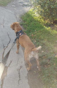 Case Study Charlie & Riley