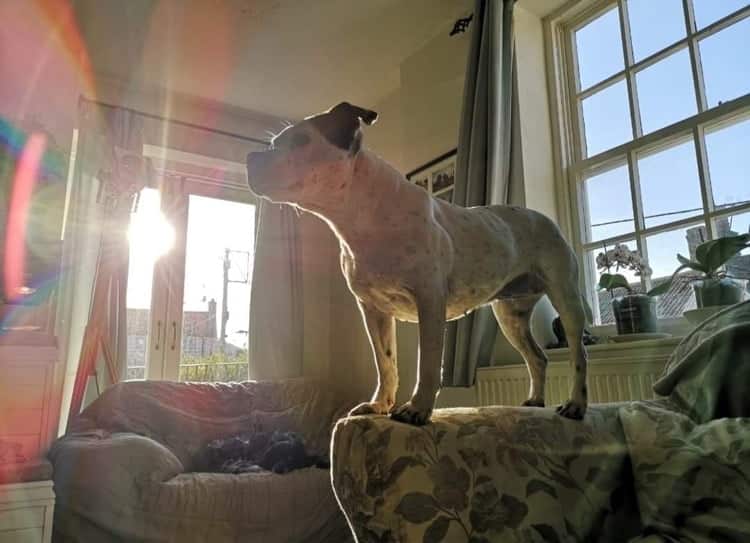 Rescued Staffy Transforms On Raw Food & Natural Supplements