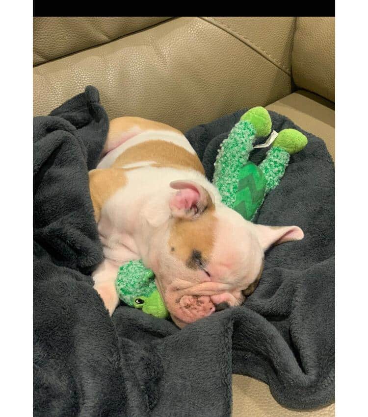 How ProDog & Raw Feeding Changed My Puppy’s Life