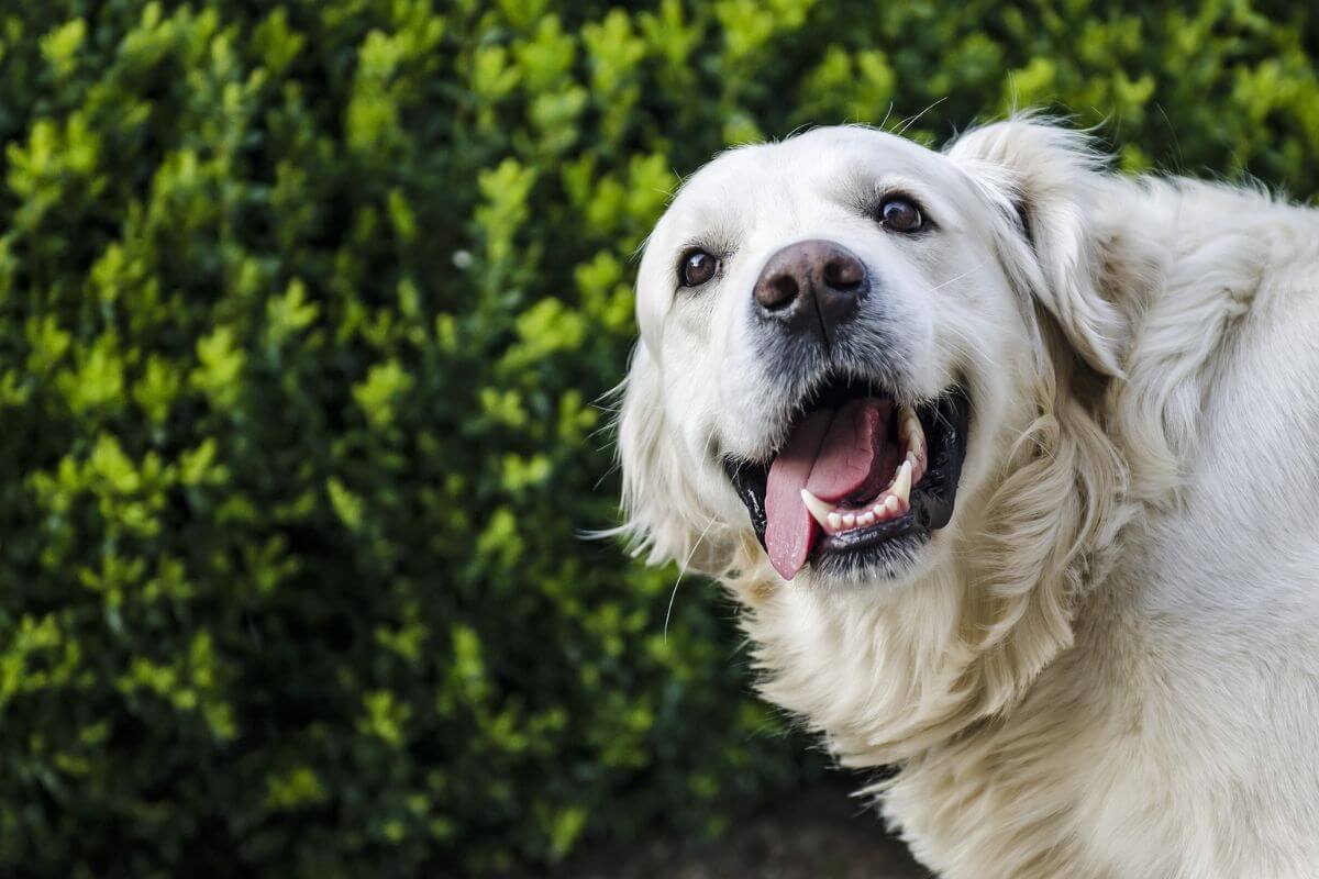 Dog Teeth Cleaning | How To Keep Your Dog’s Mouth Healthy