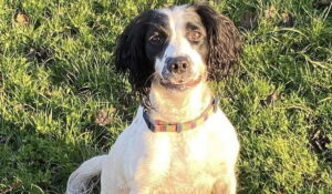 Trail Running with an English Springer Spaniel